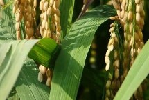 寒稻162水稻栽培技術(shù)要點，該品種主莖13片葉