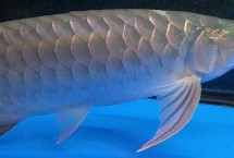 龍魚(yú)不用燈可以發(fā)色嗎，可能是喂食方法不對(duì)或受驚等