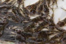 黃骨魚(yú)苗的養(yǎng)殖方法，通常在10-20元一斤左右