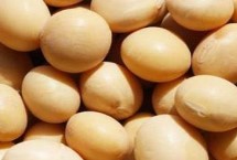 裕農(nóng)4號(hào)大豆栽培技術(shù)要點(diǎn)，特用大豆耐密栽培品種