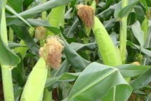 奇農(nóng)8玉米栽培技術(shù)要點，苗期注意防治病蟲害