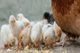雛雞適宜開食時(shí)間，公雞體長頭大、母雞體圓頭小