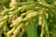 中組53水稻栽培技術(shù)要點(diǎn)，該品種株高適中