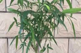 觀賞竹子的竹筍能吃嗎，喜半陰的光照環(huán)境