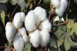 XP7棉花栽培技術(shù)要點(diǎn)，冀中南棉區(qū)春播種植