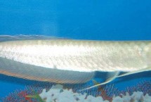 銀龍魚的飼養(yǎng)方法，可能是不適應(yīng)新環(huán)境或水溫過低等
