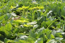 旱半夏，需結(jié)合當(dāng)?shù)氐耐寥?、氣候等條件進(jìn)行