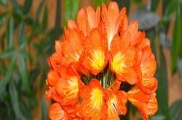 君子蘭開放后如何處理花桿，剪除花桿可以節(jié)省營(yíng)養(yǎng)