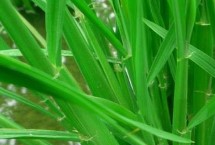 稼信3號水稻栽培技術(shù)要點，該品種主莖12片葉