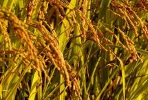 源苗占水稻栽培技術(shù)要點，早造全生育期126～131天