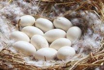 鵝過多久產(chǎn)一枚蛋，通常會每隔2天產(chǎn)1枚蛋