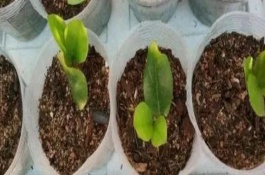 葉插多肉發(fā)芽后什么時候上盆，小苗直徑長到2-5厘米的時候便可移栽