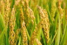 新粳伊20號(hào)水稻栽培技術(shù)要點(diǎn)，全生育期155天左右
