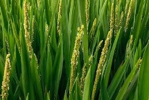 稼信5號(hào)水稻栽培技術(shù)要點(diǎn)，該品種主莖11片葉