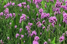 馬鞭草的生長習(xí)性，播種時間為4月下旬-5月上旬