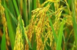 揚秈優(yōu)768水稻品種基本信息，當每畝莖蘗苗達夠穗苗時