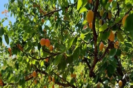 杏核能不能種出杏樹(shù)，深翻土壤再撒播可以出苗