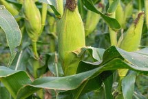 臨玉13號(hào)玉米栽培技術(shù)要點(diǎn)，區(qū)試平均生育期124天