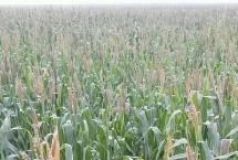 金瑞66玉米栽培技術(shù)要點，適宜密度為4500株/畝左右