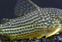 金珍珠鼠魚怎么養(yǎng)，飼養(yǎng)難度不大