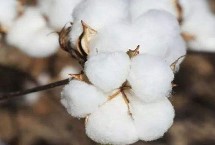 冀農(nóng)大43號棉花栽培技術要點，高抗枯萎病病指4.84
