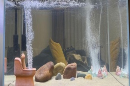 魚缸打氧機(jī)要一直開嗎，可以嘗試將氧氣泵放在高一點(diǎn)的位置
