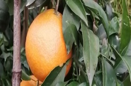 華美七號(hào)柑橘何時(shí)成熟，果實(shí)在10月中旬即成熟
