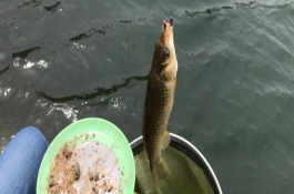 釣鯽魚如何調(diào)漂，吃鉛量較小的浮漂更合適