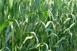 邯東599玉米栽培技術(shù)要點(diǎn)，適宜播期為6月25日之前