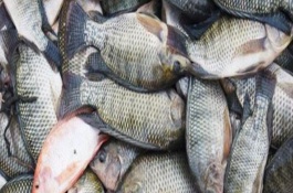 羅非魚(yú)的價(jià)格，因規(guī)格、地區(qū)等條件而異