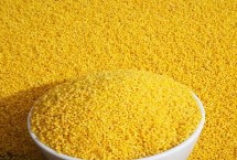 小米最早培育自哪種植物，蔚縣、沁州、龍山等地的小米都很有名