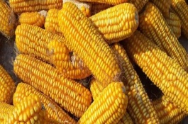 迪卡1627玉米種子的特點(diǎn)，出苗至成熟大概要117天