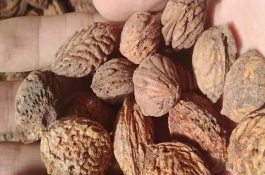桃核怎么打底，一般為9月份左右