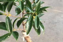 嫁接的桂花樹能長(zhǎng)成大樹嗎，3-5月份以及10月份均可進(jìn)行