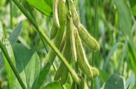 南豆23大豆栽培技術(shù)要點，花莢期注意防治豆莢螟及鼠害