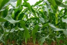 鵬舉398玉米栽培技術(shù)要點，適宜播種期4月下旬至5月上旬