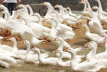 小鵝不進(jìn)食沒精神如何處理，食物包括玉米、小麥、包菜、小魚蝦等種類
