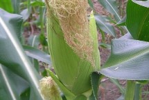傣香糯玉米栽培技術(shù)要點(diǎn)，平均生育期94.3天