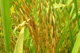 隆晶優(yōu)華占水稻栽培技術(shù)要點，4月中下旬播種