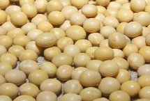 東創(chuàng)農(nóng)科23大豆栽培技術(shù)要點，在適應區(qū)5月上旬播種