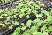 大白菜秋季如何管理，常見(jiàn)病害有霜霉病、軟腐病、黑斑病