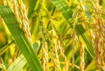 慶林175水稻栽培技術(shù)要點，7月上中旬注意防治二化螟