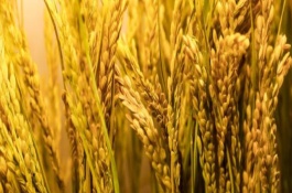 龍稻6號(hào)水稻栽培技術(shù)要點(diǎn)，播種期4月10~20日