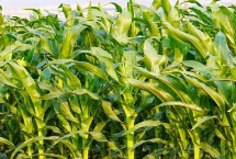 松糯9號(hào)玉米栽培技術(shù)要點(diǎn)，4月下旬至5月上旬播種