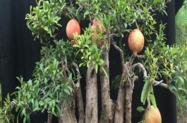 盆栽石榴樹幾年開花結(jié)果，一年四季都可以進行移栽