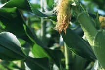 星單9玉米栽培技術(shù)要點，該品種幼苗期第一葉鞘紫色