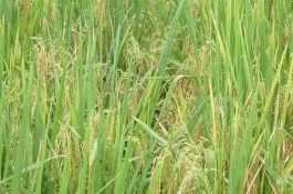 萬香優(yōu)3966水稻栽培技術(shù)要點，每畝有效穗數(shù)15.8萬