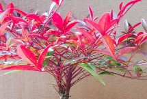 形態(tài)特征，是常綠小灌木