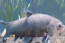 青魚能吃玉米粒嗎，幼魚階段吃浮游動物