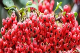火棘的花語(yǔ)，寓意紅紅火火